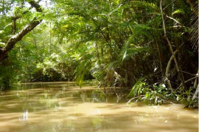 Visit The Amazon Rainforest