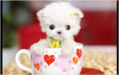 Maltese Puppy