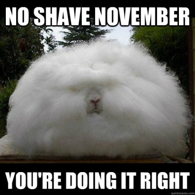 That is one fluffy bunny