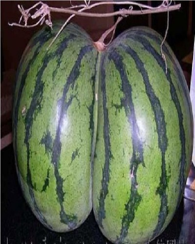 Butt watermelon