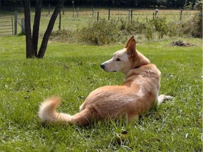 The Carolina Dog