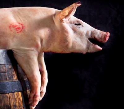 Popeye Pigs