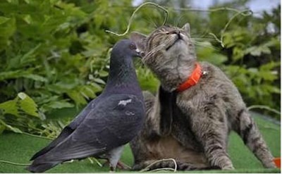 Ohh that's it right behind the ear!!