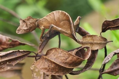 Stick Insect