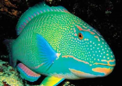 Rainbow Parrotfish