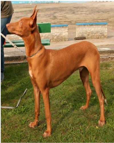 Pharaoh Hound