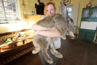 Ralph The Giant Rabbit