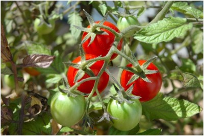 Plant Your Own Produce