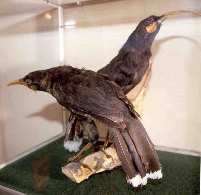Huia Bird