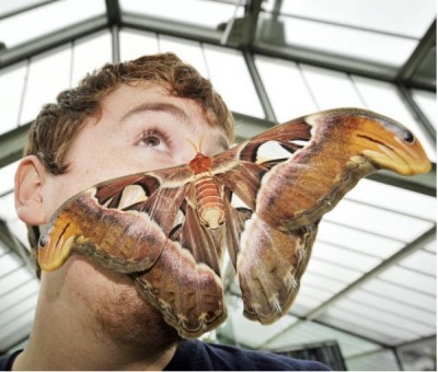 Atlas Moth