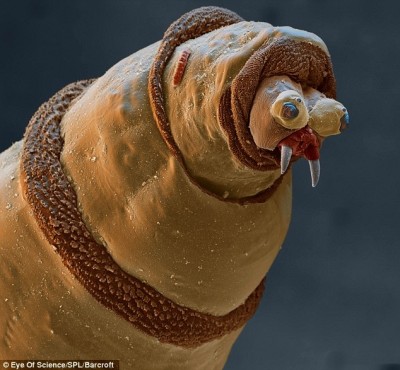 The maggot