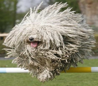 Komondor dog