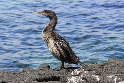Flightless Cormorant