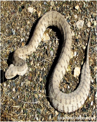 Lebetine Viper