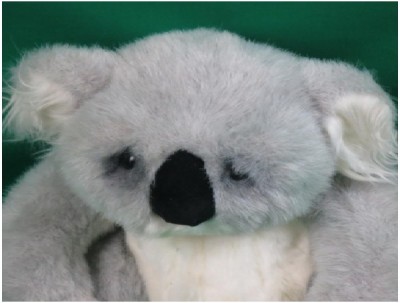 Sad-Looking Koala Bear