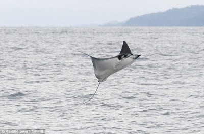 Flying ray