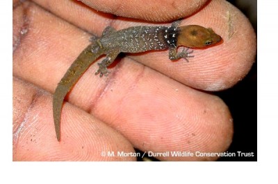 Dwarf Gecko
