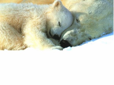 Hibernation
