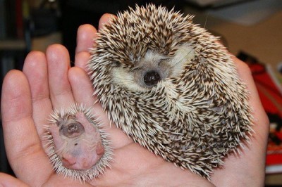Baby Hedgehog