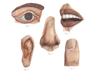Five Human Senses