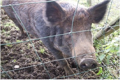 Iron Age Pig
