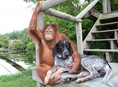 Loving Furry Friends