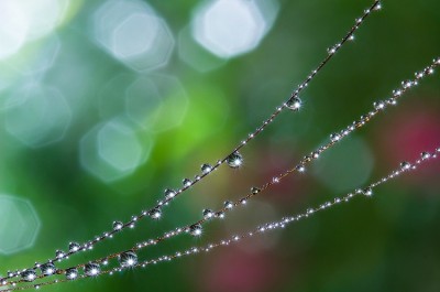 Strings of Diamante