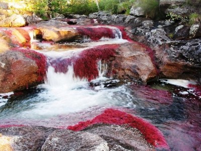 Cano Cristales