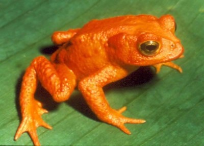 Golden Toad