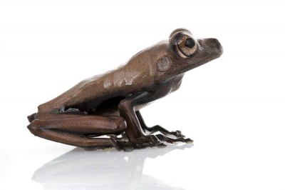 50 vacuum packed frogs