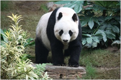 Pandas are Pigeon-Toed