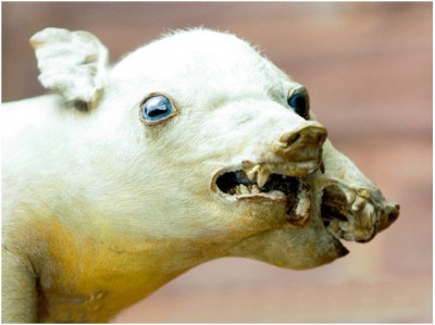 Two-Headed Deformed Pig