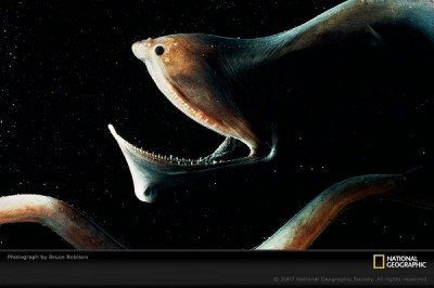 Gulper Eel