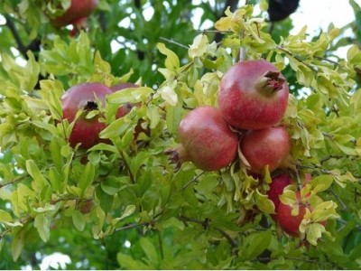 Pomegranate