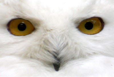 Snowy Owl