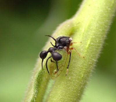 Treehoppers