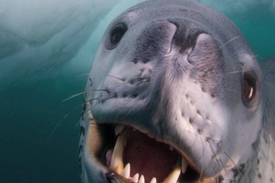 Leopard seal