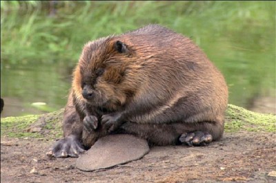 Beaver - Introvert, Sensing, Thinking, Judging (ISTJ)