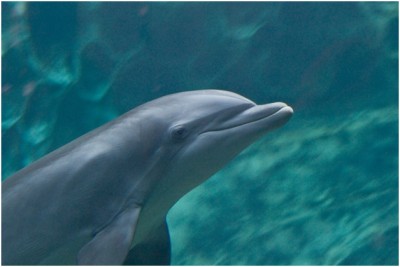 Sleeping Dolphin