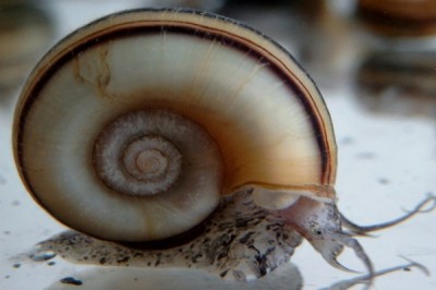 Snails