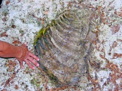 Giant clam