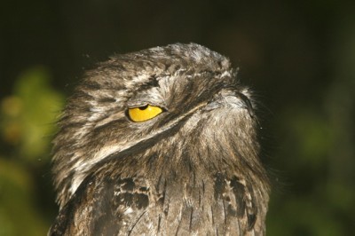Potoo
