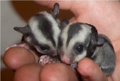 Sugar Glider