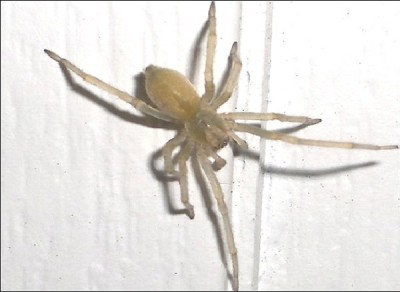 Yellow Sac Spider