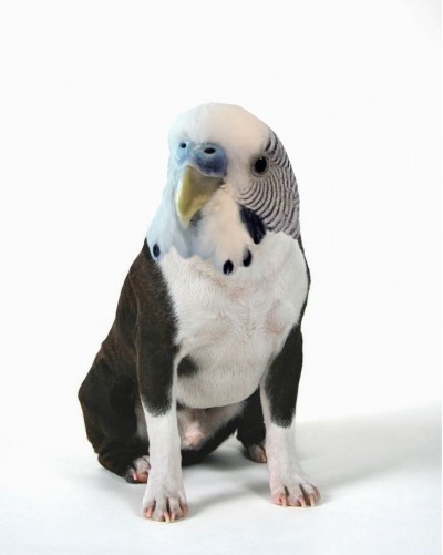 A chirping dog