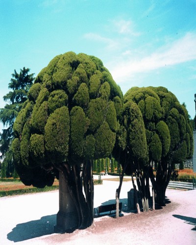 Topiary Tree