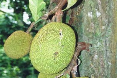 Jackfruit