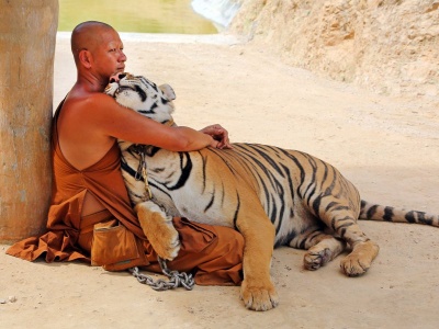 A Buddhist Monk With A Tiger