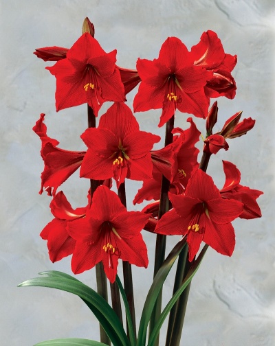 Amaryllis