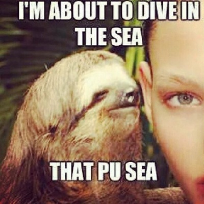 Another Hilarious Sloth Meme